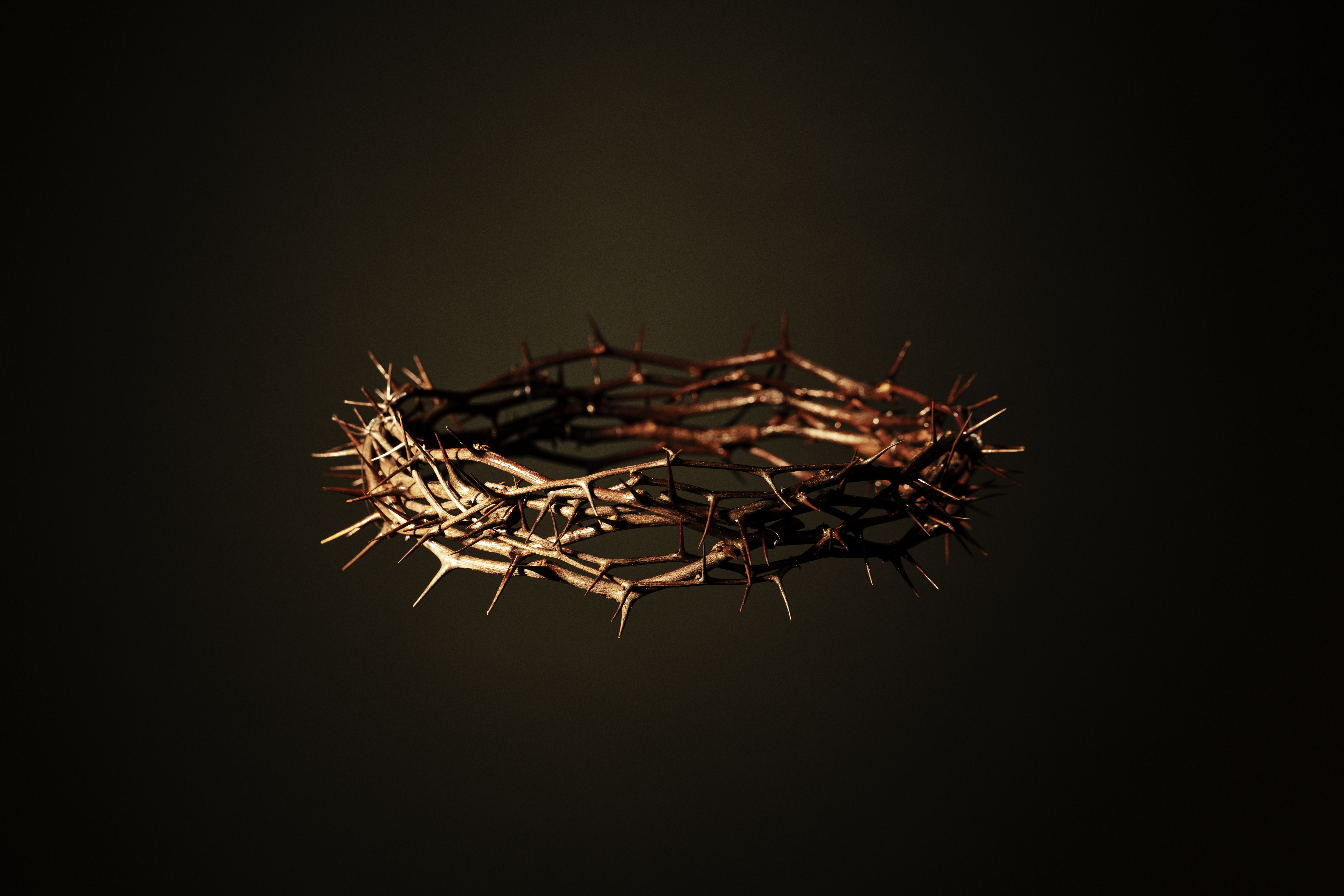 still-life-crown-thorns